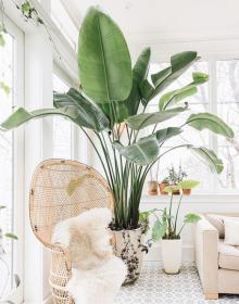 用绿色植物装扮你的家 造一个天然氧吧