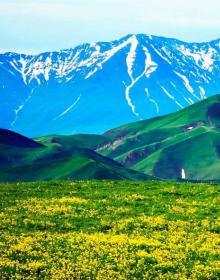 如果上帝有座后花园 定是新疆春夏花海的模样